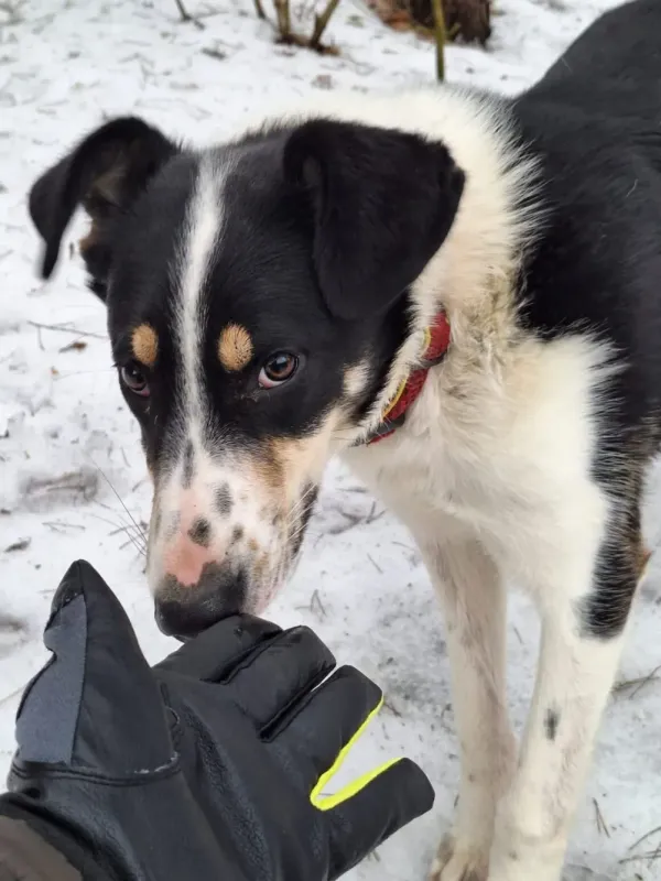 Pies do adopcji, Milanówek, 15 lutego 2026 (4/5)