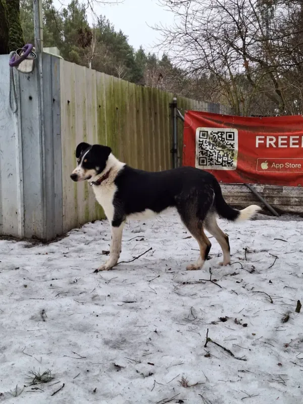 Pies do adopcji, Milanówek, 15 lutego 2026 (5/5)