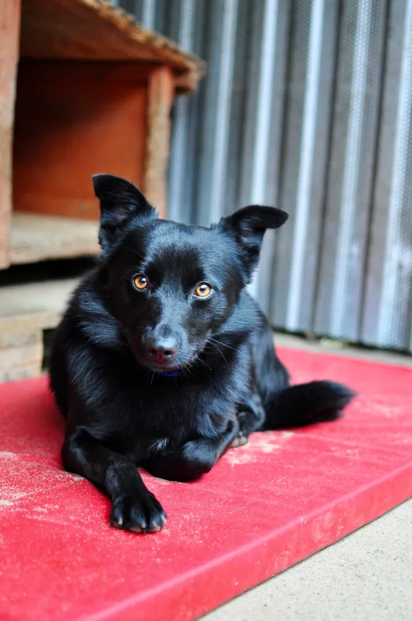 Pies do adopcji, Milanówek, 26 grudnia 2025 (1/4)