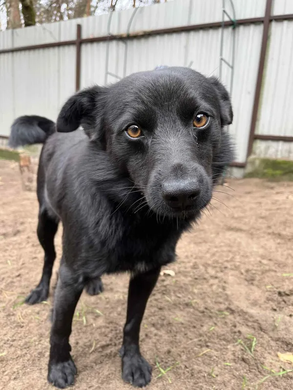 Pies do adopcji, Milanówek, 26 grudnia 2025 (4/4)