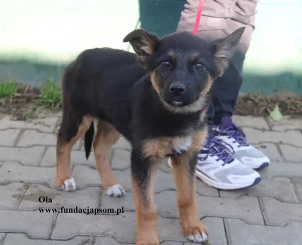 Pies do adopcji, Nowy Dwór Mazowiecki, 19 listopada 2025 (3/5)
