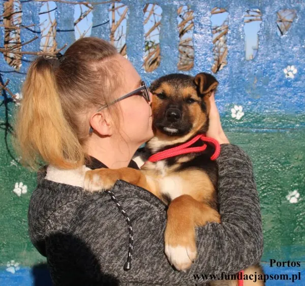 Pies do adopcji, Nowy Dwór Mazowiecki, 19 listopada 2025 (2/5)