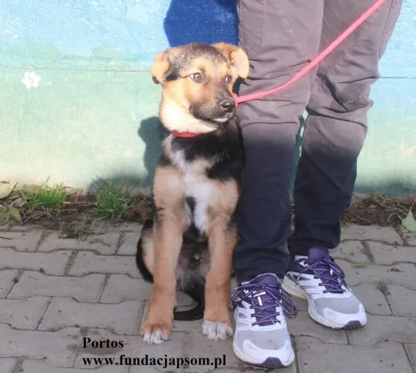 Pies do adopcji, Nowy Dwór Mazowiecki, 19 listopada 2025 (3/5)