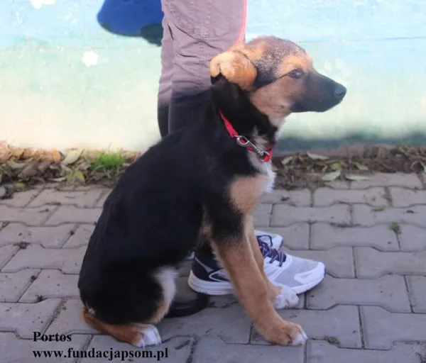 Pies do adopcji, Nowy Dwór Mazowiecki, 19 listopada 2025 (5/5)