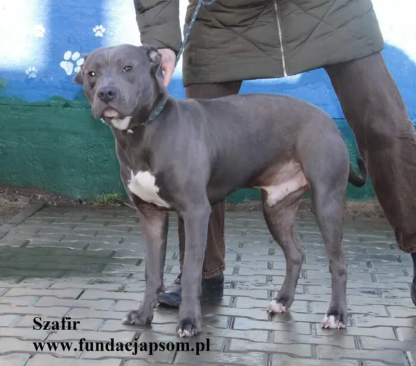 Pies do adopcji, Nowy Dwór Mazowiecki, 19 listopada 2025 (2/5)
