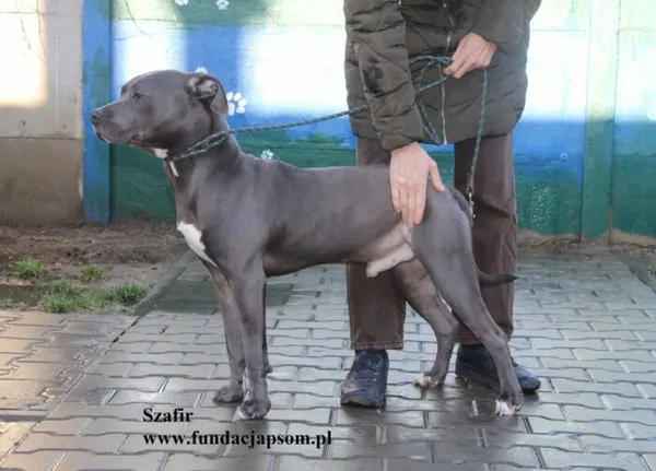 Pies do adopcji, Nowy Dwór Mazowiecki, 19 listopada 2025 (3/5)