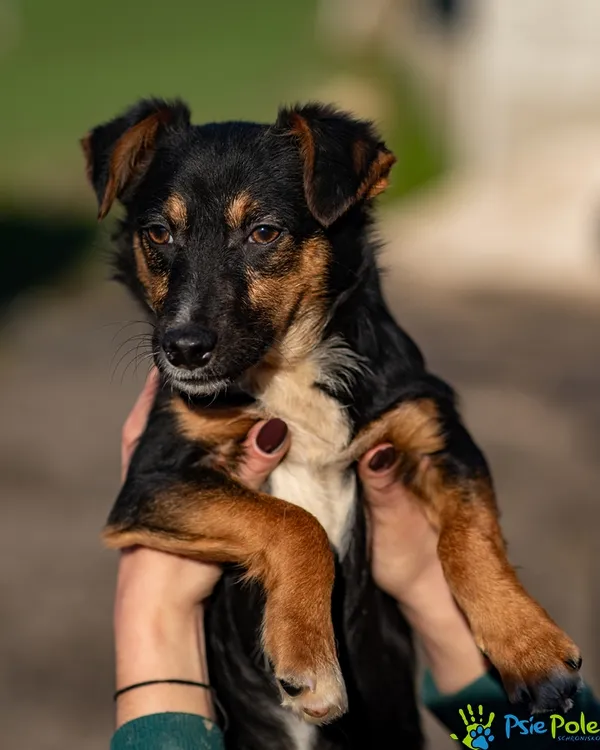 Pies do adopcji, Racławice, 18 listopada 2025 (3/5)