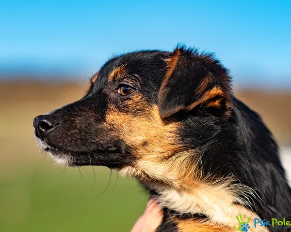 Pies do adopcji, Racławice, 18 listopada 2025 (5/5)