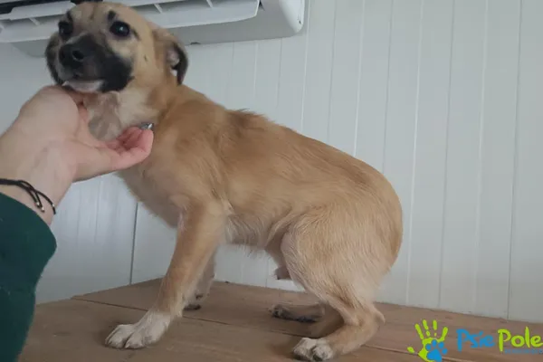 Pies do adopcji, Racławice, 18 listopada 2025