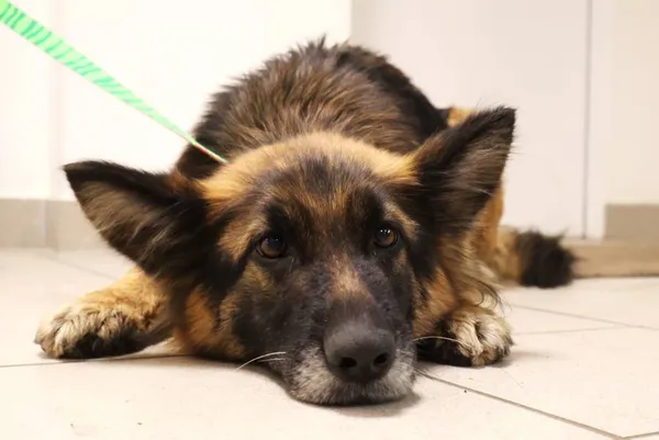 Znaleziono psa, Łódź, 18 listopada 2025 (2/3)