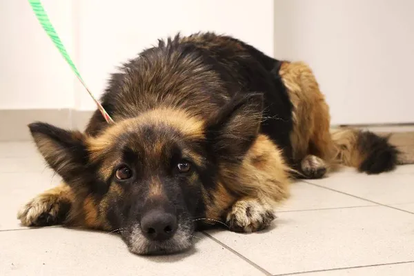 Znaleziono psa, Łódź, 18 listopada 2025 (3/3)