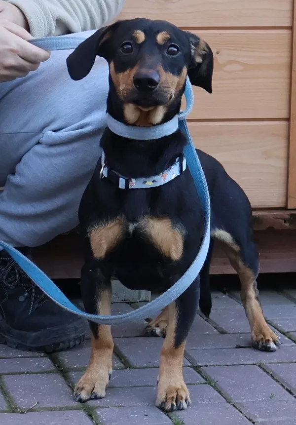 Znaleziono psa, Łódź, 18 listopada 2025 (2/2)