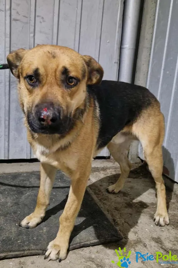 Znaleziono psa, Racławice, 18 listopada 2025 (1/2)