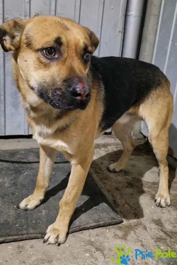 Znaleziono psa, Racławice, 18 listopada 2025 (2/2)