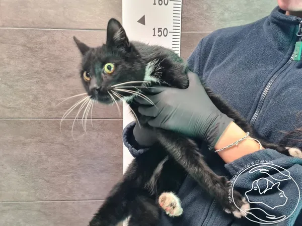 Znaleziono kota, Chełmek, 19 listopada 2025