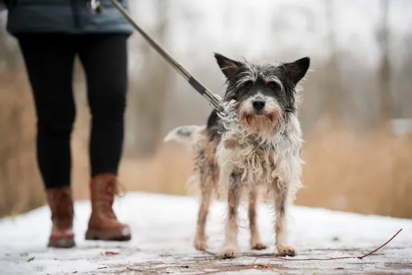 Znaleziono psa, Sosnowiec, 2 listopada 2025 (2/5)