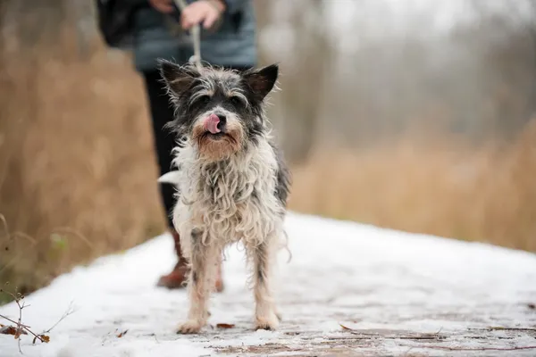 Znaleziono psa, Sosnowiec, 2 listopada 2025 (3/5)