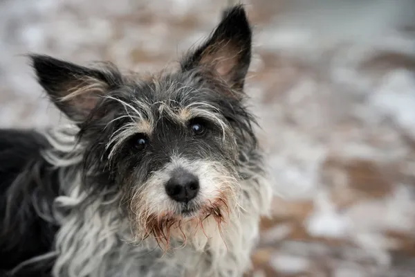 Znaleziono psa, Sosnowiec, 2 listopada 2025 (5/5)