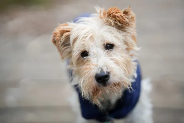 Znaleziono psa, Sosnowiec, 5 listopada 2025 (5/5)