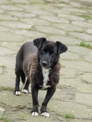 Pies do adopcji, Pabianice, 31 lipca 2025 (1/3)