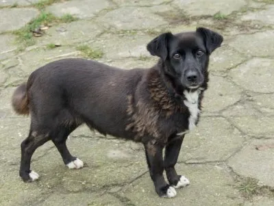 Pies do adopcji, Pabianice, 31 lipca 2025 (2/3)