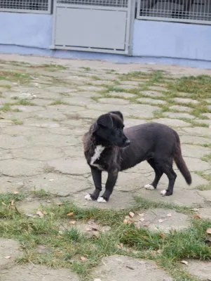 Pies do adopcji, Pabianice, 31 lipca 2025 (3/3)