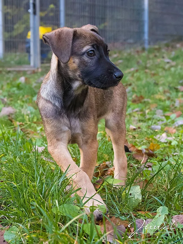 Pies do adopcji, Sopot, 19 listopada 2025