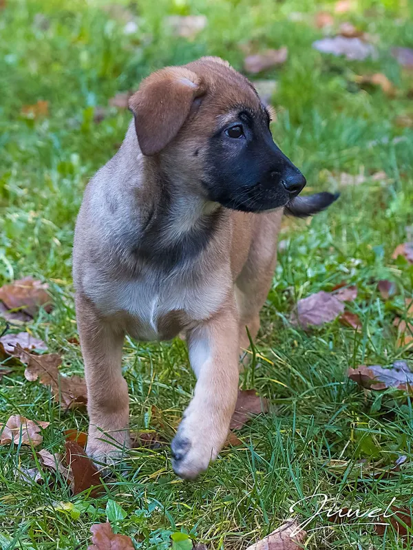 Pies do adopcji, Sopot, 19 listopada 2025 (1/2)