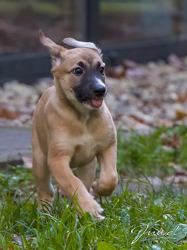 Pies do adopcji, Sopot, 19 listopada 2025 (2/2)