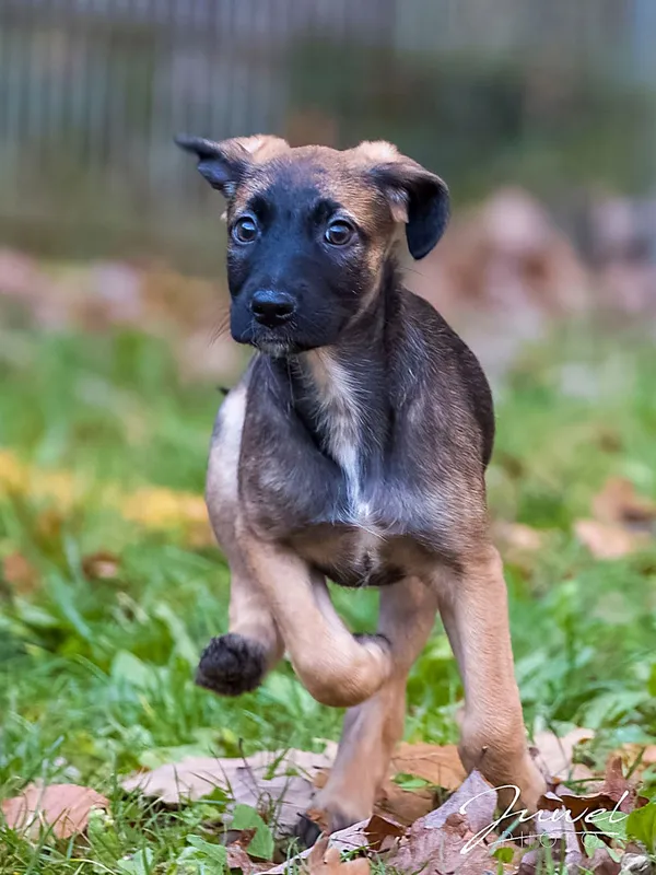 Pies do adopcji, Sopot, 19 listopada 2025 (1/4)