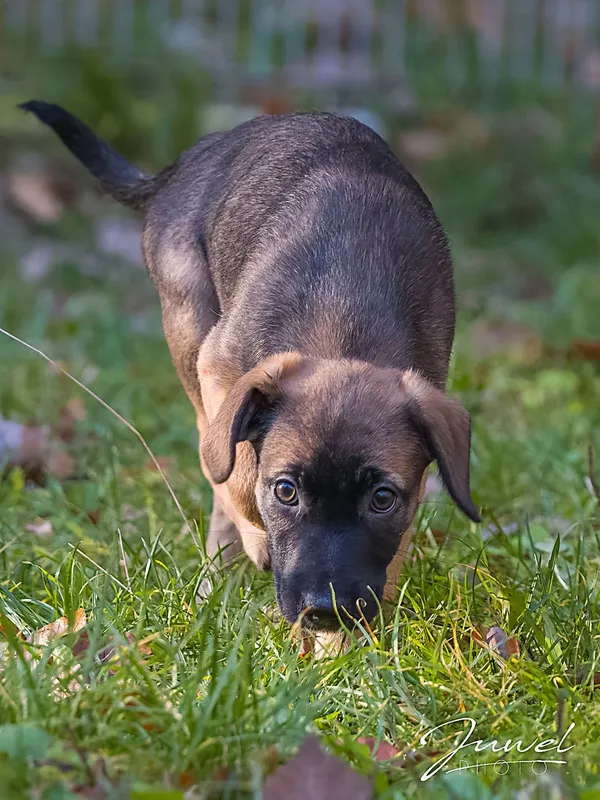 Pies do adopcji, Sopot, 19 listopada 2025 (3/4)