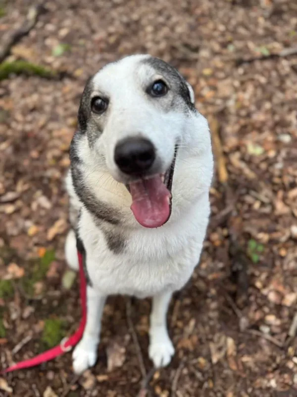 Pies do adopcji, Sopot, 15 października 2025 (1/5)