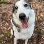 Pies do adopcji
