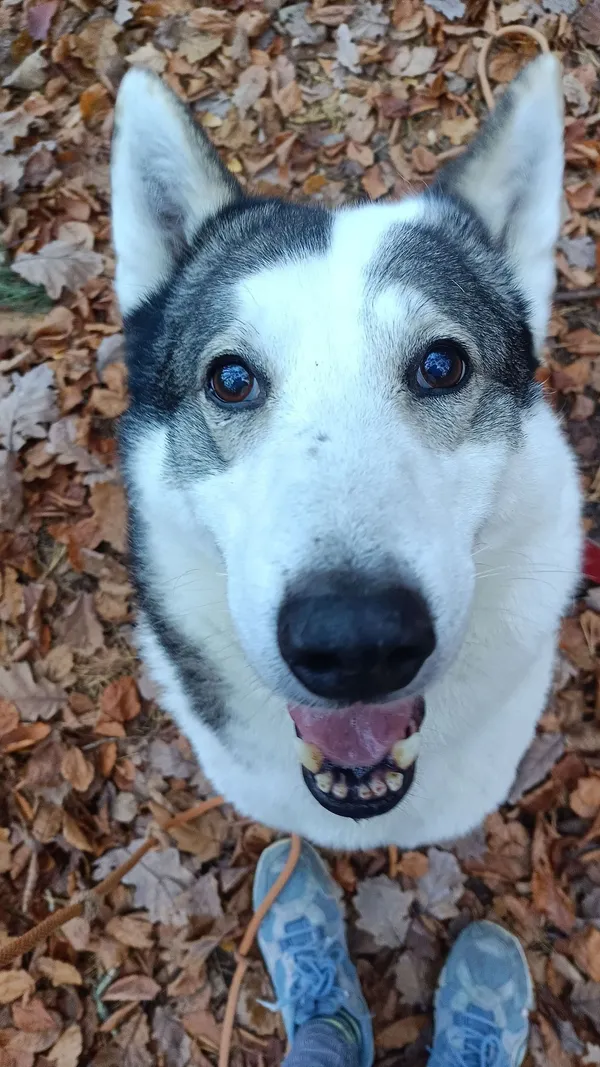 Pies do adopcji, Sopot, 15 października 2025 (3/5)