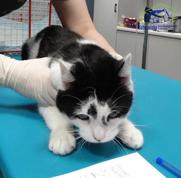 Znaleziono kota, Szczecin, 20 listopada 2025 (1/2)