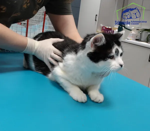 Znaleziono kota, Szczecin, 20 listopada 2025 (2/2)