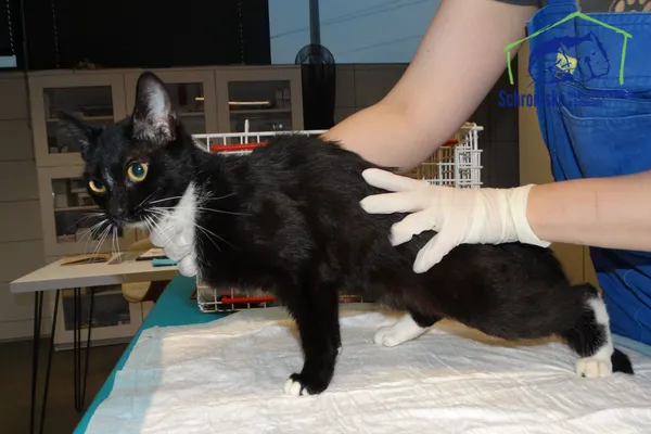 Znaleziono kota, Szczecin, 19 listopada 2025 (2/3)