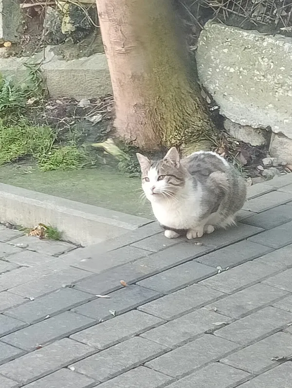 Oddam kota, Miechów, 20 listopada 2025 (1/4)