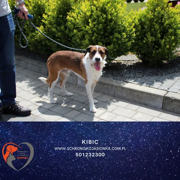 Znaleziono psa, Dębniak, 20 listopada 2025