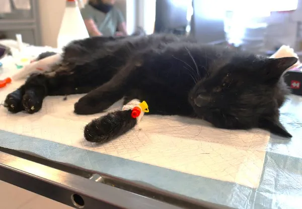 Znaleziono kota, Łódź, 20 listopada 2025 (1/2)