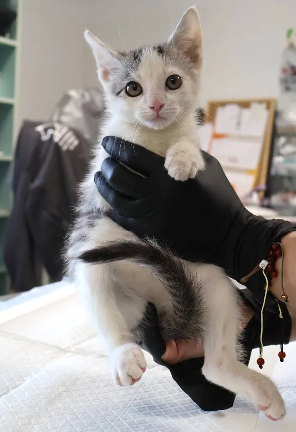 Znaleziono kota, Łódź, 19 listopada 2025 (3/3)