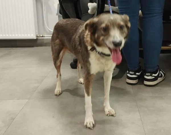 Znaleziono psa, Toruń, 18 listopada 2025