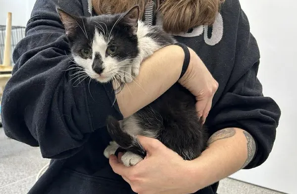 Znaleziono kota, Toruń, 18 listopada 2025