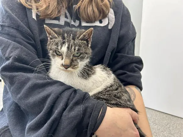 Znaleziono kota, Toruń, 18 listopada 2025