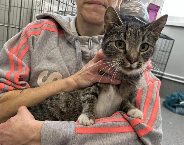 Znaleziono kota, Toruń, 18 listopada 2025