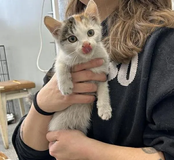 Znaleziono kota, Toruń, 18 listopada 2025