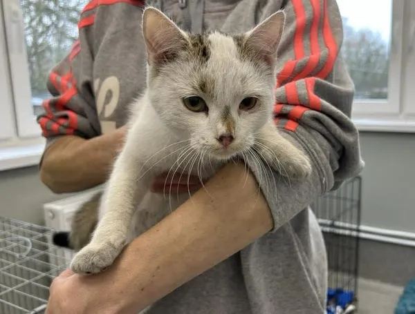 Znaleziono kota, Toruń, 18 listopada 2025