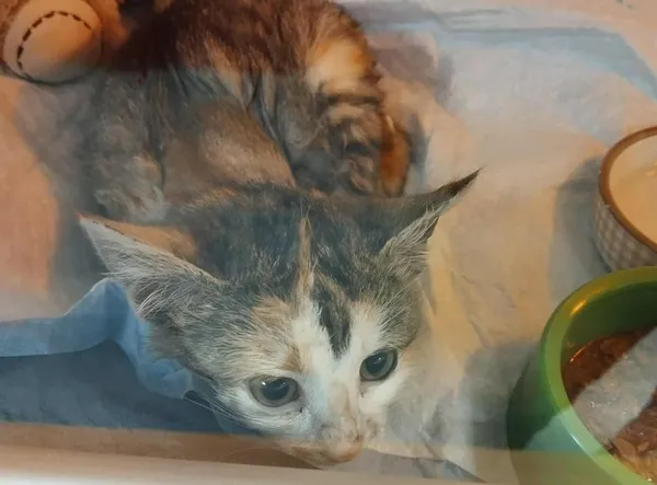 Znaleziono kota, Toruń, 18 listopada 2025