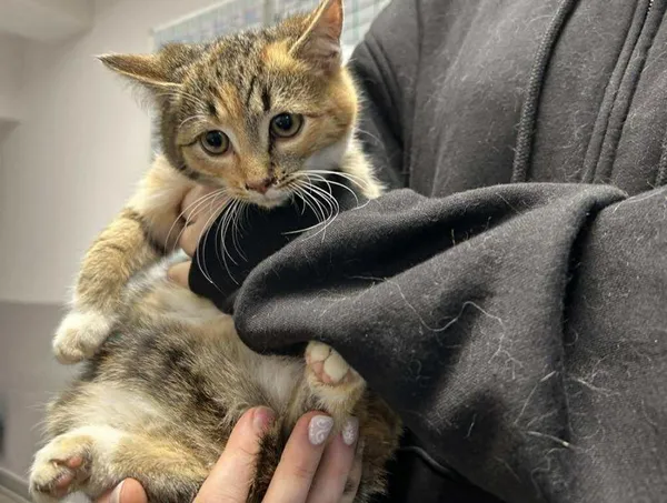 Znaleziono kota, Toruń, 17 listopada 2025