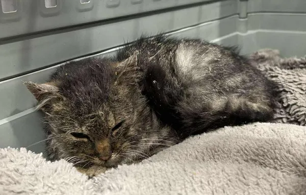 Znaleziono kota, Toruń, 17 listopada 2025